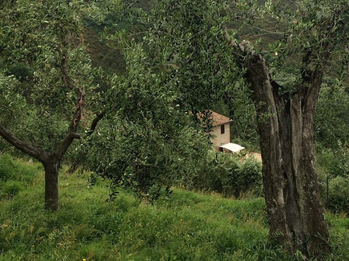 Agriturismo Campo Dei Lupi Vicopisano Extérieur photo